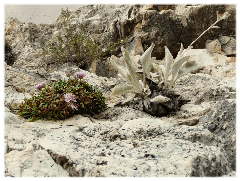 Lomelosia crenata subsp. dallaportae / Vedovina di Dallaporta